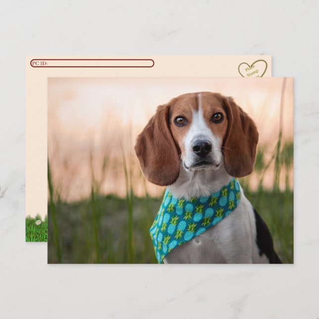 Postcrossing - Foxhound Postcard (Front/Back)