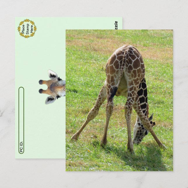 Postcrossing Funny Giraffe Butt Postcard (Front/Back)