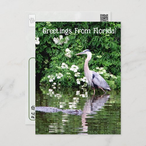 Postcrossing Great Blue Heron and Alligator Postcard