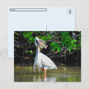 Postcrossing - Great Blue Heron's Lunch Postcard