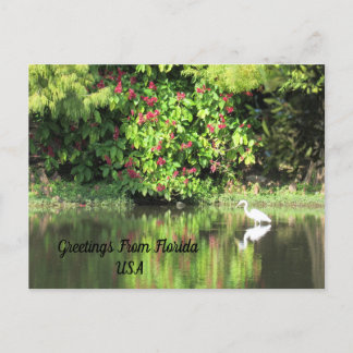 Postcrossing - Greetings from - Egret Landscape Holiday Postcard