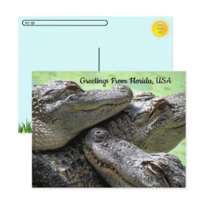 Postcrossing - Greetings From Florida Alligator  Postcard