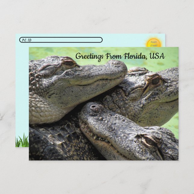 Postcrossing - Greetings From Florida Alligator  Postcard (Front/Back)