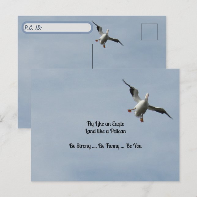 Postcrossing ID Box - American White Pelican Postcard (Front/Back)