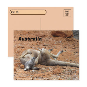 Postcrossing Kangaroo Rolling / Playing  Postcard