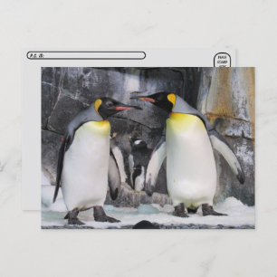 Postcrossing King Penguins Postcard