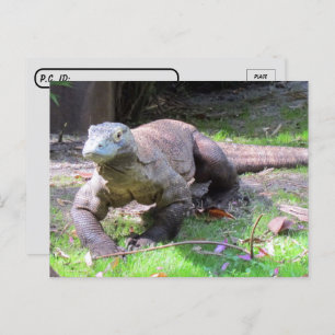 Postcrossing - Komodo Dragon Looking Sweet Postcard