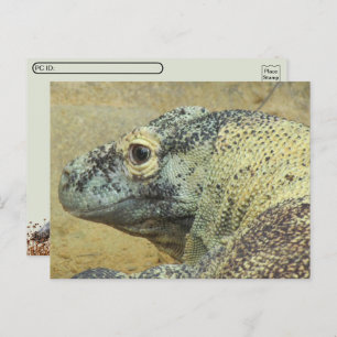 Postcrossing - Komodo Dragon Postcard