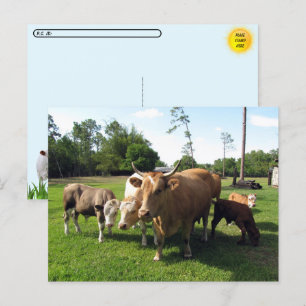 Postcrossing Lots of Cows & a Couple little Bulls Postcard