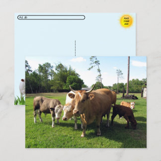 Postcrossing Lots of Cows & a Couple little Bulls Postcard