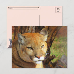 Postcrossing Majestic Cougar Postcard with ID Box
