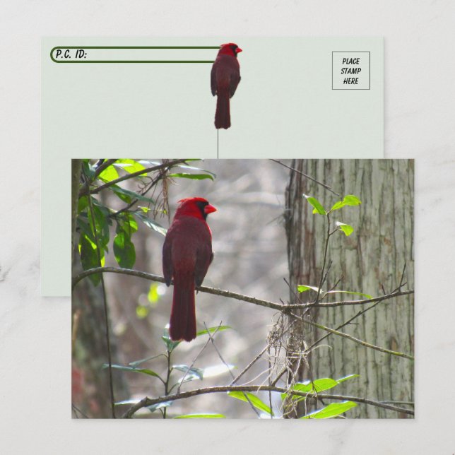 Postcrossing Male Cardinal Postcard (Front/Back)
