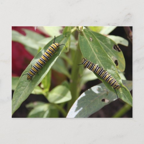 Postcrossing _ Monarch butterfly caterpillars Postcard