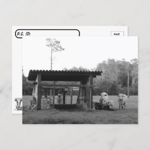 Postcrossing On the Ranch - Cows - Black and White Postcard