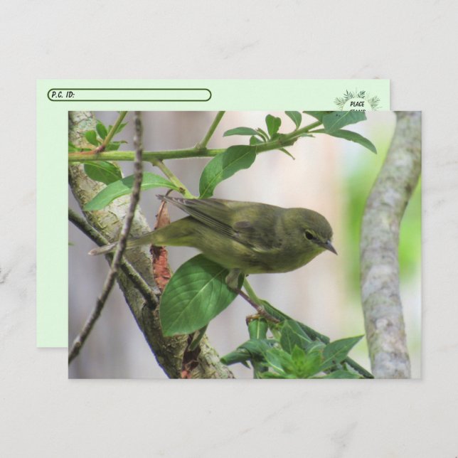 Postcrossing Orange-Crowned Warbler Postcard (Front/Back)