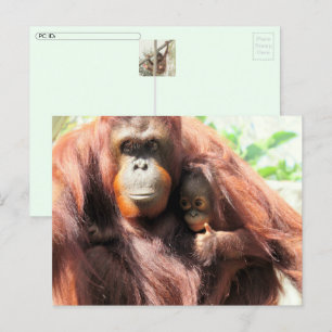 Postcrossing Orangutan Day Postcard