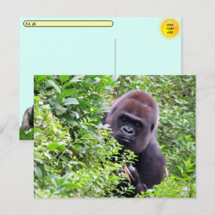Postcrossing Peek-A-Boo Gorilla Including ID # Box Postcard