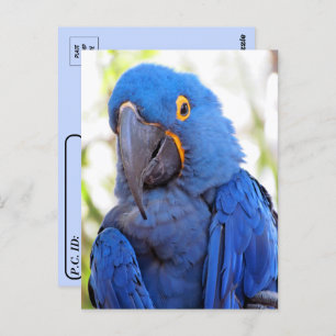 Postcrossing - Pic of a Blue and Gold Macaw Postcard