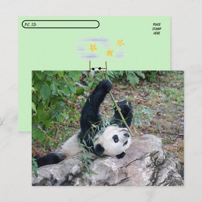 Postcrossing  Pic of a Giant Panda Postcard (Front/Back)