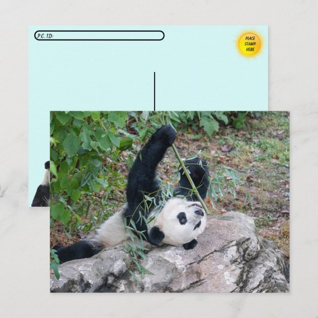 Postcrossing  Pic of a Giant Panda Postcard (Front/Back)