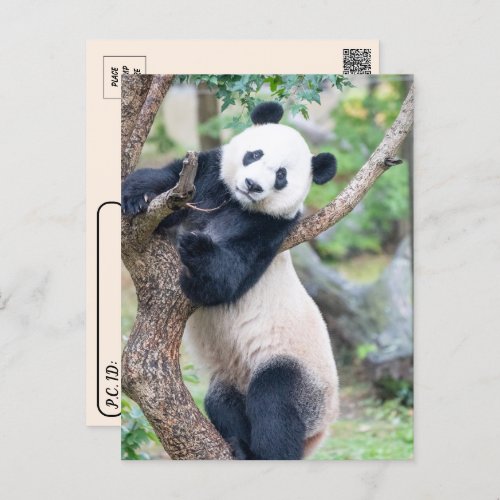 Postcrossing  Pic of a Giant Panda Postcard