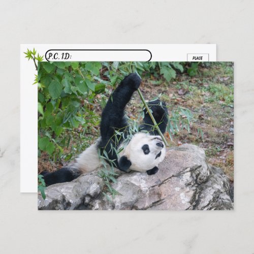 Postcrossing  Pic of a Giant Panda Postcard