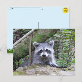 Postcrossing Pic of An Adorable Baby Raccoon Postcard