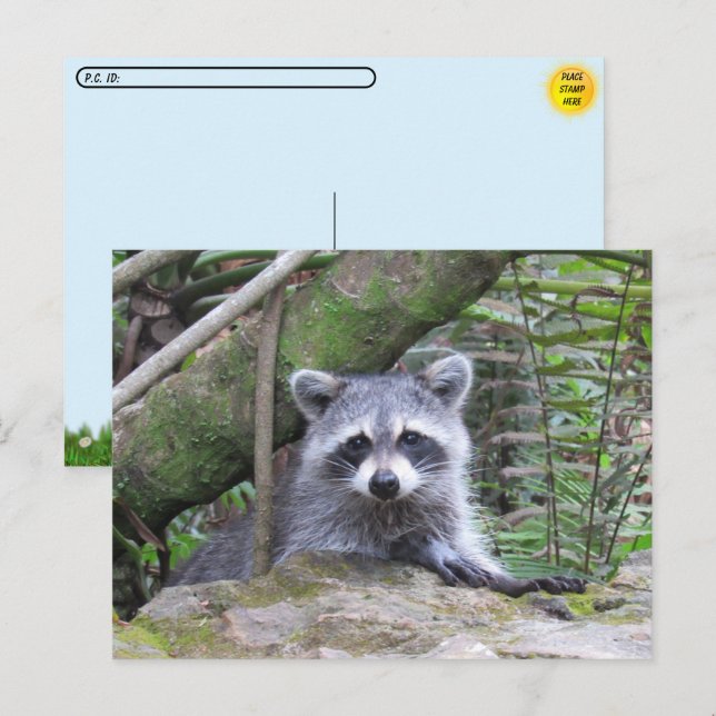 Postcrossing Pic of An Adorable Baby Raccoon Postcard (Front/Back)