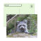 Postcrossing Pic of An Adorable Baby Raccoon