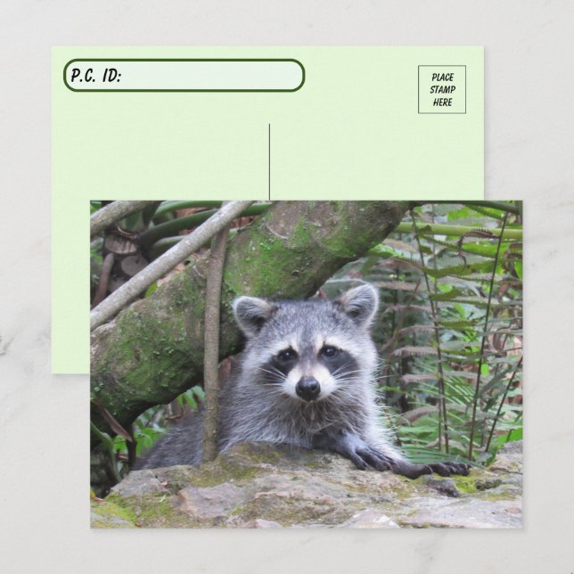 Postcrossing Pic of An Adorable Baby Raccoon Postcard (Front/Back)