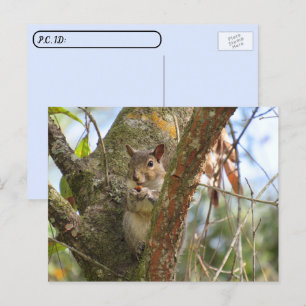 Postcrossing Pic of an Adorable Squirrel Postcard