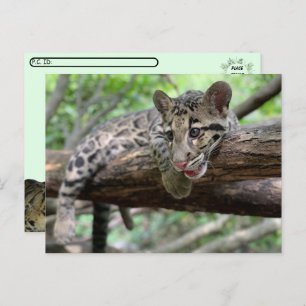 Postcrossing Pic of Clouded Leopard Cub Postcard