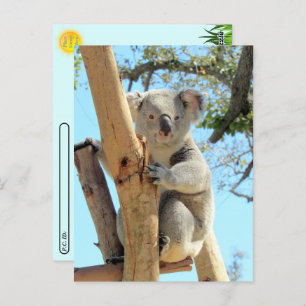 Postcrossing - Pic of Koala Postcard