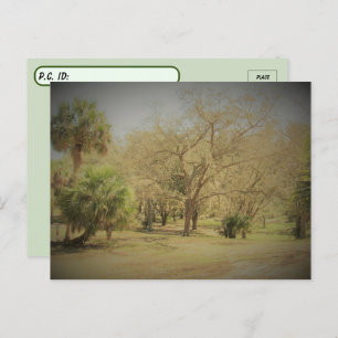 Postcrossing Quaint Florida Forest Scene Postcard