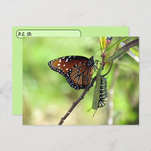 Postcrossing Queen Butterfly  Monarch w ID Box Postcard