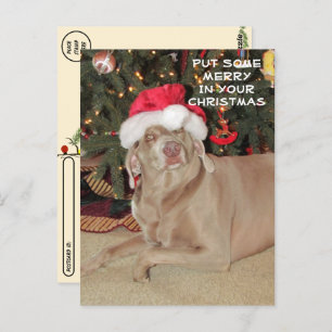 Postcrossing - Rain the Weimaraner's Christmas Postcard