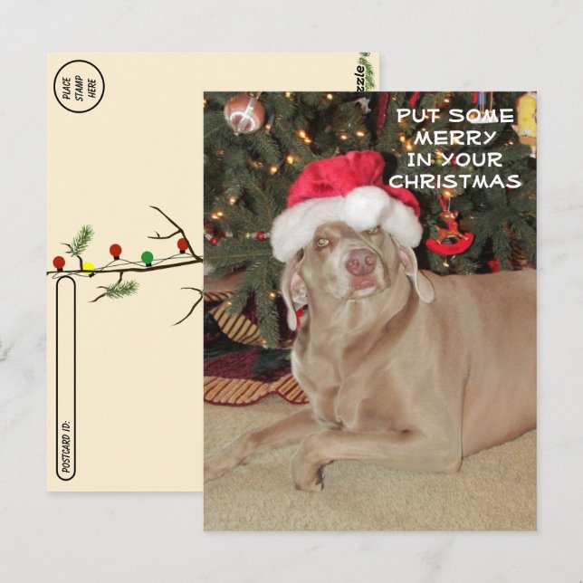 Postcrossing - Rain the Weimaraner's Christmas  Postcard (Front/Back)