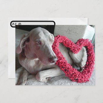 Postcrossing Rain The Weimaraner's I Heart You Postcard by CatsEyeViewGifts at Zazzle