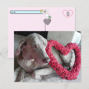Postcrossing Rain the Wiemaraner's Love Postcard
