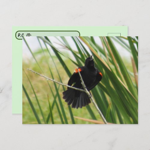 Postcrossing  _ Red_Winged Blackbird Singing Postcard