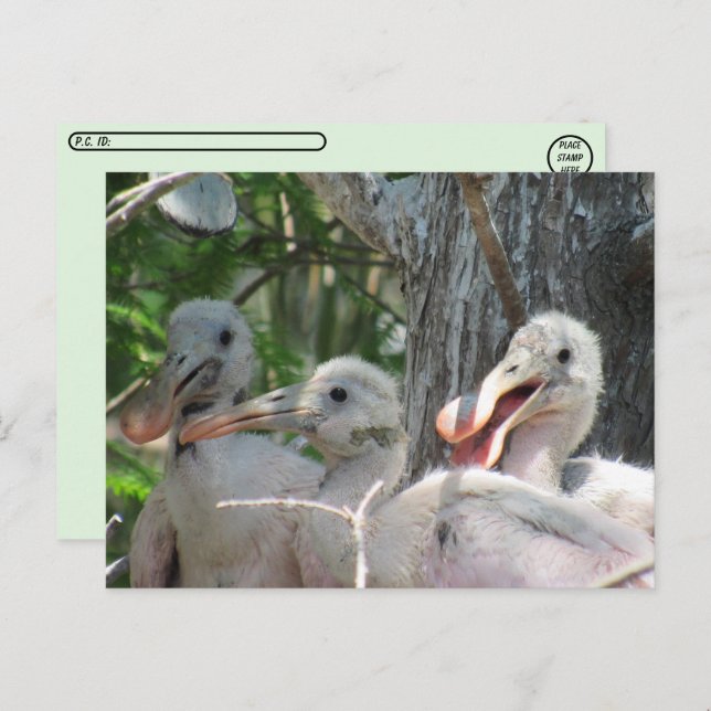 Postcrossing - Roseate Spoonbill Chicks Postcard (Front/Back)