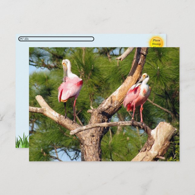 Postcrossing -Roseate Spoonbill - Florida Postcard (Front/Back)