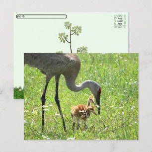 Postcrossing - Sandhill Crane and 2 Colts (chick) Postcard