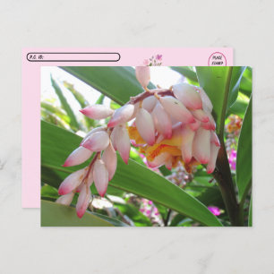 Postcrossing Shell Ginger Flowers Floral Postcard