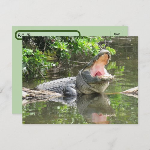 Postcrossing Singing Florida Alligator w ID Box Postcard