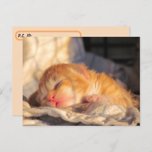 Postcrossing Sleeping Baby Kitten w ID Box Postcard