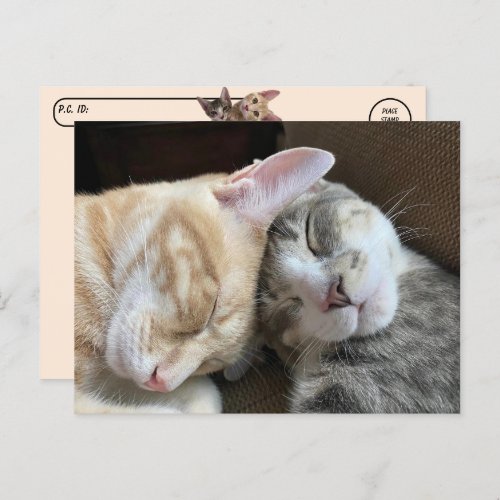 Postcrossing _ Sleeping Kittens Taz and Tito Cat  Postcard