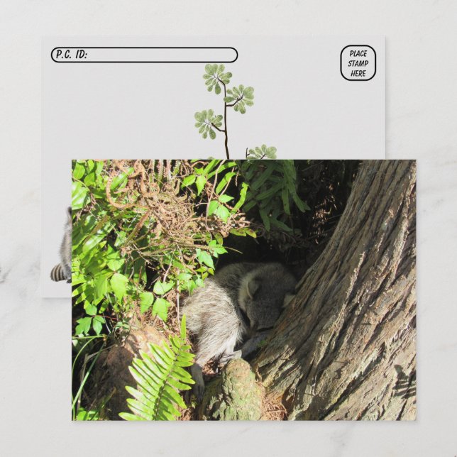 Postcrossing Sleeping Raccoon Postcard (Front/Back)