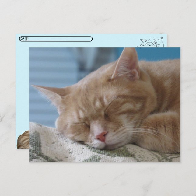 Postcrossing - Sleepy Kitty Taz - Cat Postcard (Front/Back)