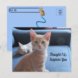 Postcrossing - Taz and Winter Surprise Cat  Postcard